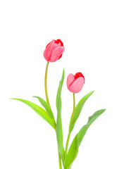 白バックに赤いチューリップの花のクローズアップ、チューリップの切り花