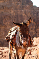 donkey at the historical site of petra, wadi musa, jordan