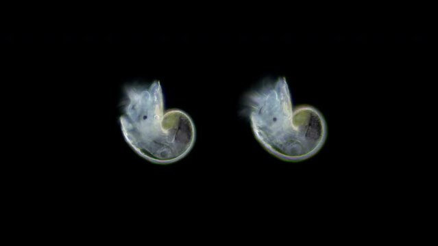 Mollusca larvae on the stage veliger under a microscope, class Gastropoda. The specimen was found in White Sea.