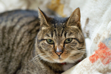 Fototapeta premium かわいい猫