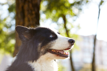 Siberian laika in autumn park. Dog on nature walk