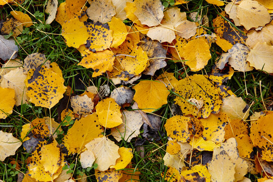 Beautiful autumn leaves on grass. The bright colors of fall. Blurred image, selective focus