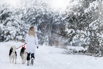 Fototapeta na wymiar A woman walks with a husky dog outdoors in the snow, enjoying a winter day against the backdrop beautiful snowy forest.