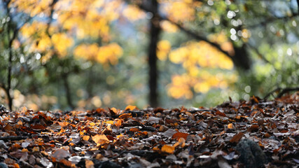 autumn leaves on the ground