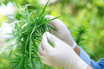 Cannabis, marijuana or marihuana leaf, cbd, thc used as drug, intoxicant, or alternative medicine.