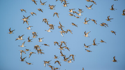 Black Tailed Godwits in flight, Slimbridge, England