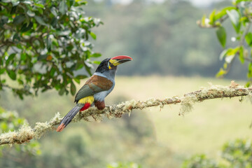 beautiful colored plate-billed mountain toucan (Andigena laminirostris) sitting n the branch very near in the cloud forest