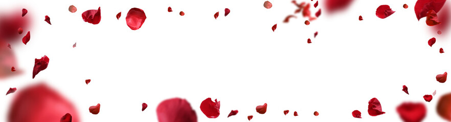 Backdrop of rose petals isolated on a transparent white background. Valentine day background.	 - obrazy, fototapety, plakaty