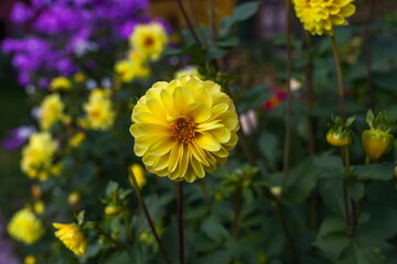 Yellow flowers "Dahlias close-up on a background of greenery in summer