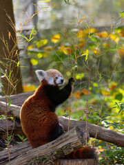 Red panda eating willow twigs in the wild © fotomaster