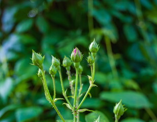 Flower bud 