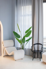 Modern apartment interior in white and blue colors. Designer chair and large leaf plant. 