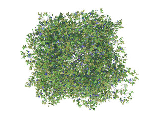 Plum Tree top view png alpha channel