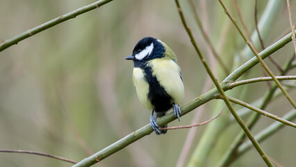 Great tit, Slimbridge, England