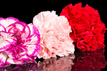 Three flowers heads of carnation (Dianthus) isolated on black background, mirror reflection