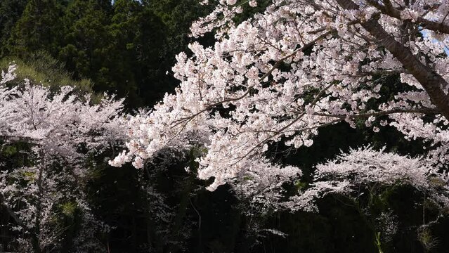 桜吹雪(花吹雪)の4Kスローモーション動画