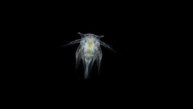 Larva crustacea on the stage nauplios, family Balanidae under a microscope, genus Balanus. Larvae for some time exist in water column, feed and, having reached stage of a ciriform larva, settle on