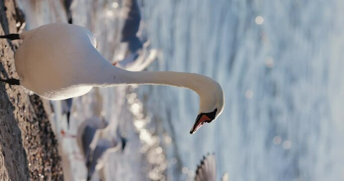 A swan on the sea beach, vertical video, slow motion 4k at 120 fps