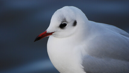 Black-headed gull, Slimbridge, England