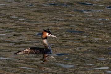 Grèbe huppé - Podiceps cristatus 