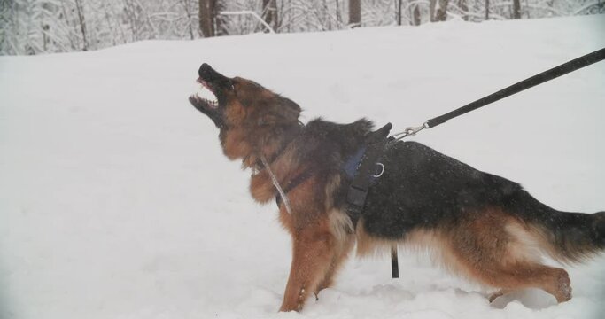 German Shepherd Dog Training. Biting Alsatian Wolf Dog. Winter Season. Training Of Purebred Adult Alsatian Wolf Dog. Obedience Training.