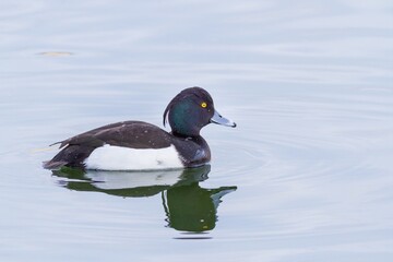  Tufted duck  (Aythya fuligula), swimming in the lagoon 
 in Doñana National Park, Huelva (Spain).