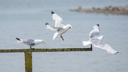 Kittiwakes, Minsmere, England