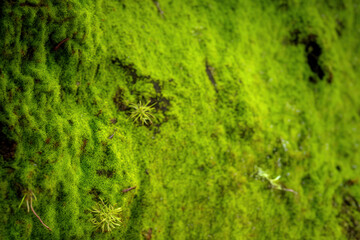 Natural moss art design