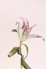 dry flower lily close up on pink background . macro flower.Minimal floral card. interior fine art poster