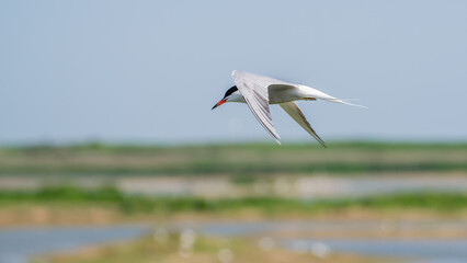 Common Tern, Minsmere, England