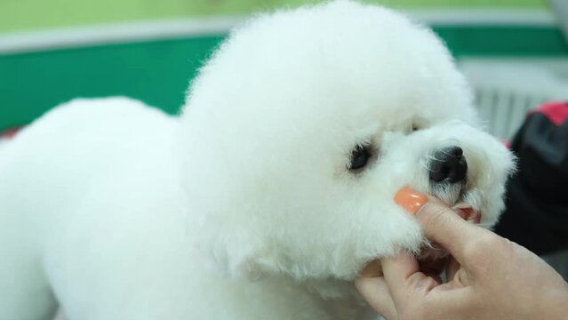Groomer woman trims the hair on the muzzle of a white bichon frize dog with thinning scissors. Pet care. Close up.