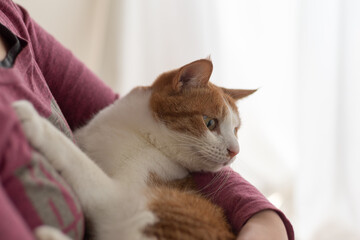 猫を抱きしめる　茶トラ白