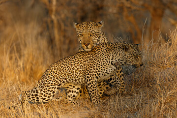 Leopard mating couple in a Game Reserve in the greater Kruger Region in South Africa