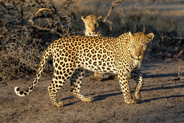 Leopard mating couple in a Game Reserve in the greater Kruger Region in South Africa