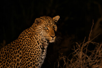 Fototapeta na wymiar Leopard hanging around in the dark - in a Game Reserve in the Greater Kruger Region - South Africa