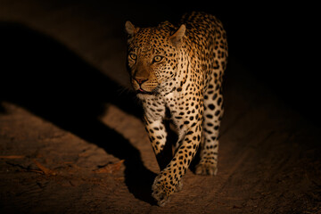 Leopard hanging around in the dark - in a Game Reserve in the Greater Kruger Region - South Africa