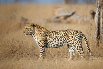 Leopard male walkking in a game reserve in the Greater Kruger Region in South Africa