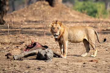 African Lion (Panthera leo) male eating from a African Elephant (Loxodonta africana) calf kill in Mana Pools National Park, Zimbabwe