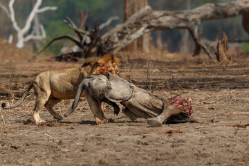 African Lion (Panthera leo) male eating from a African Elephant (Loxodonta africana) calf kill in Mana Pools National Park, Zimbabwe