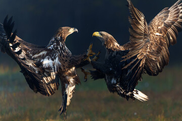 Eagle battle. White tailed eagles (Haliaeetus albicilla) fighting for food on a field in the forest in Poland
