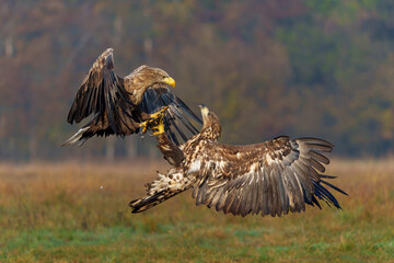 Eagle battle. White tailed eagles (Haliaeetus albicilla) fighting for food on a field in the forest in Poland