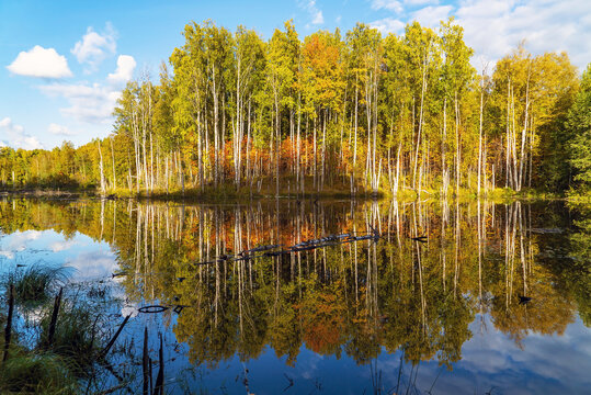Autumn trees in the forest are reflected in the pond .