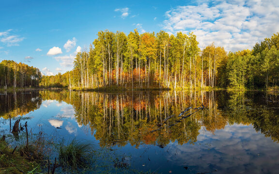 Autumn trees in the forest are reflected in the pond .