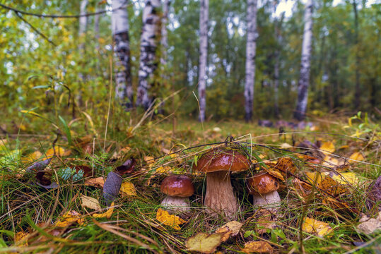 Three young porcini mushrooms come out from under the leaves in a forest clearing.