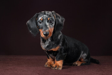 Cute little dachshund puppy on brown background