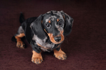 Cute little dachshund puppy on brown background