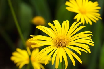 Close-up view of blooming yellow chamomile flowers in the garden