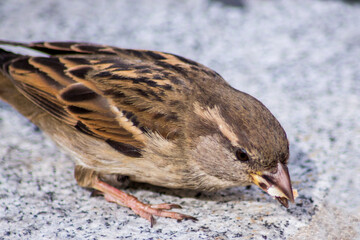 Vogel 2