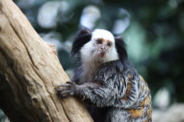 Wildlife