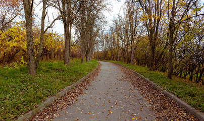 Fototapeta na wymiar Long curved road between dry trees in autumn. Autumn botanical garden. Lots of different foliage